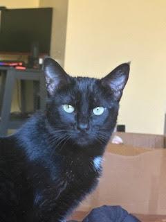 Enlarge Aria, an adopted Domestic Short Hair in Springfield, OR image 1/2
