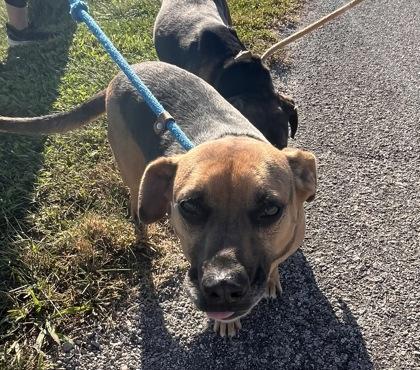 Roxy, a Adoptable mixed breed in Columbus, IN image 1/3