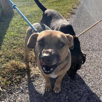 Roxy, a Adoptable mixed breed in Columbus, IN image 2/3