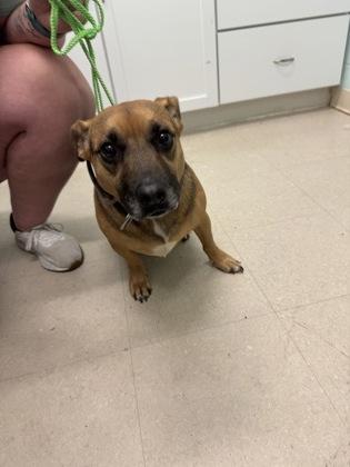 Roxy, a Adoptable mixed breed in Columbus, IN image 3/3