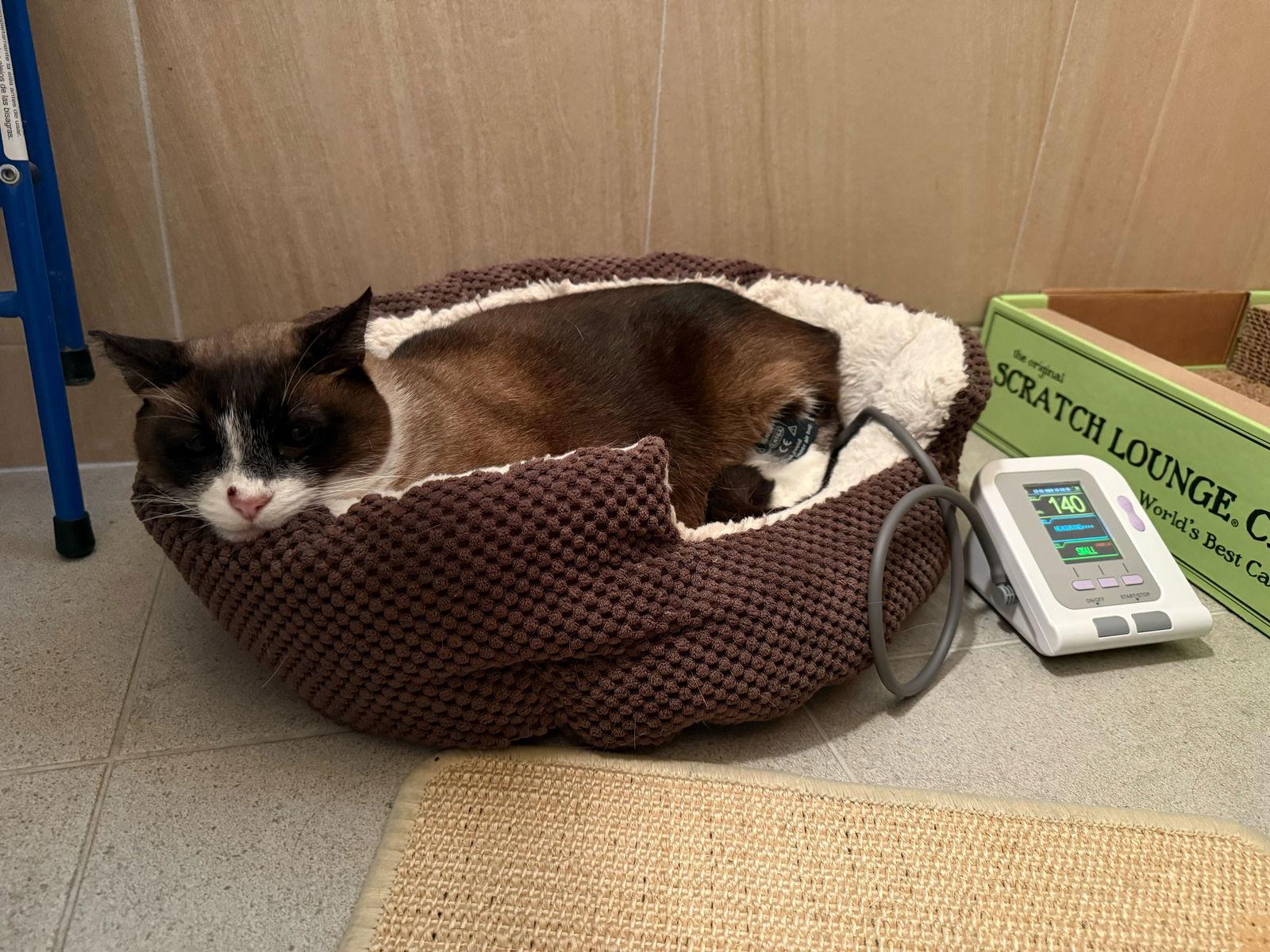 Ollie (bonded with Pip), Adoptable, Senior Male Siamese & Domestic Short Hair.