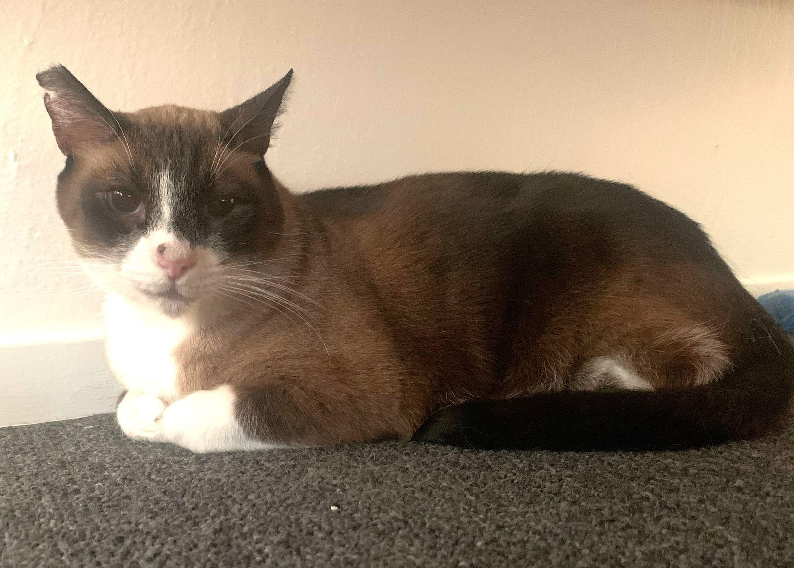 Enlarge Ollie (bonded with Pip), a Adoptable mixed breed in Oakland, CA image 2/3