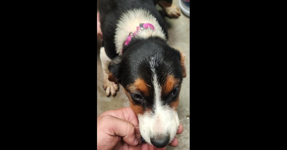 Enlarge PEBBLE 238-26, a Adopted mixed breed in Cambridge, OH image 3/3