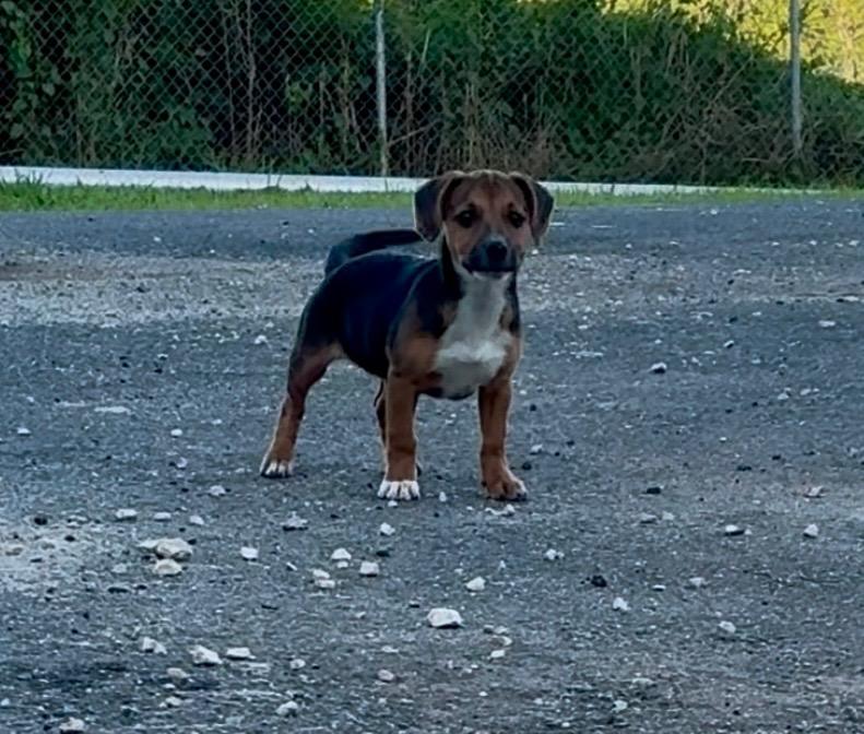 Bonnie, ADOPTABLE, Young Female Puggle.