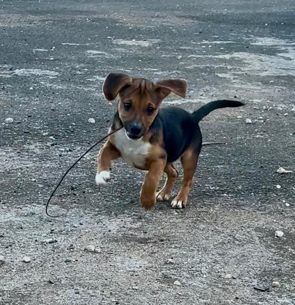 Enlarge Bonnie, a ADOPTABLE mixed breed in Virginia Beach, VA image 2/3
