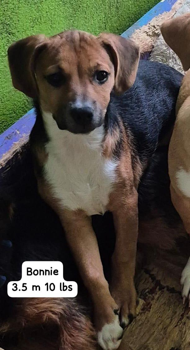 Enlarge Bonnie, a ADOPTABLE mixed breed in Virginia Beach, VA image 3/3