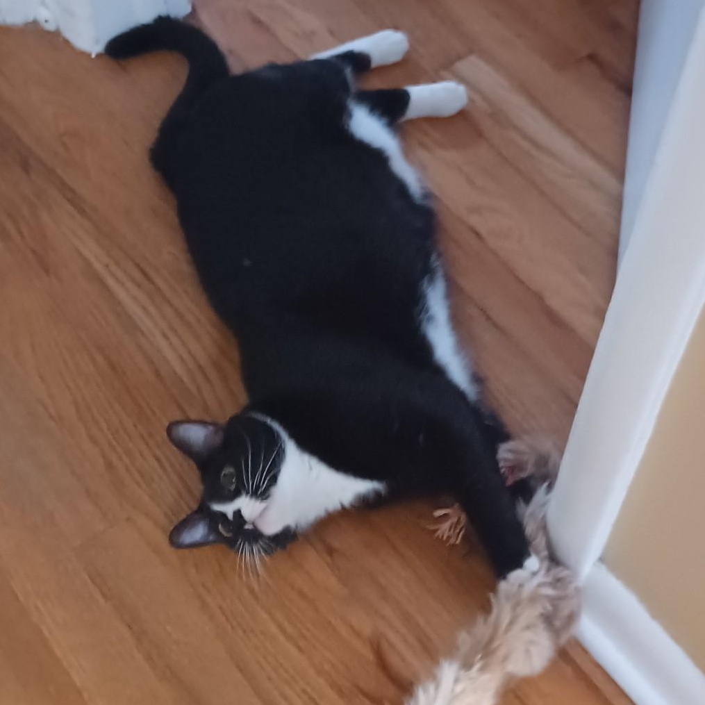 Enlarge Monkey, a Adoptable mixed breed in CHICAGO, IL image 5/5