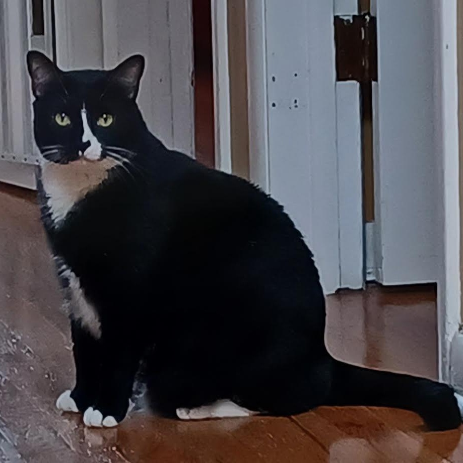 Monkey, Adoptable, Adult Male Domestic Short Hair.