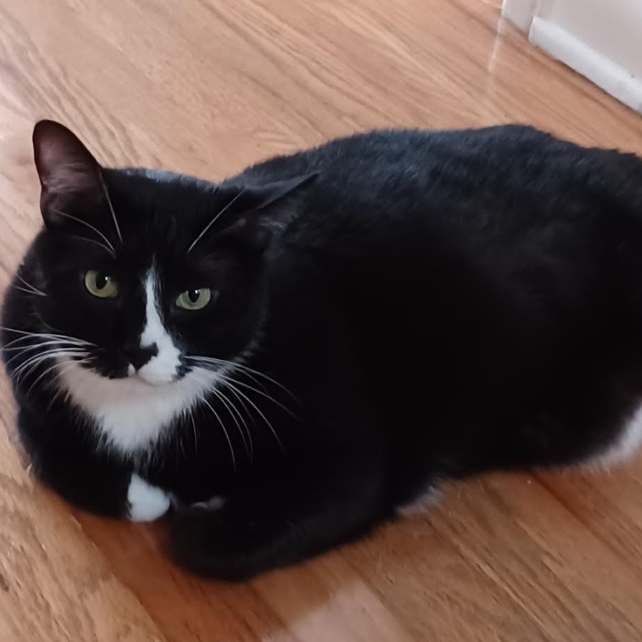 Enlarge Monkey, a Adoptable mixed breed in CHICAGO, IL image 2/5