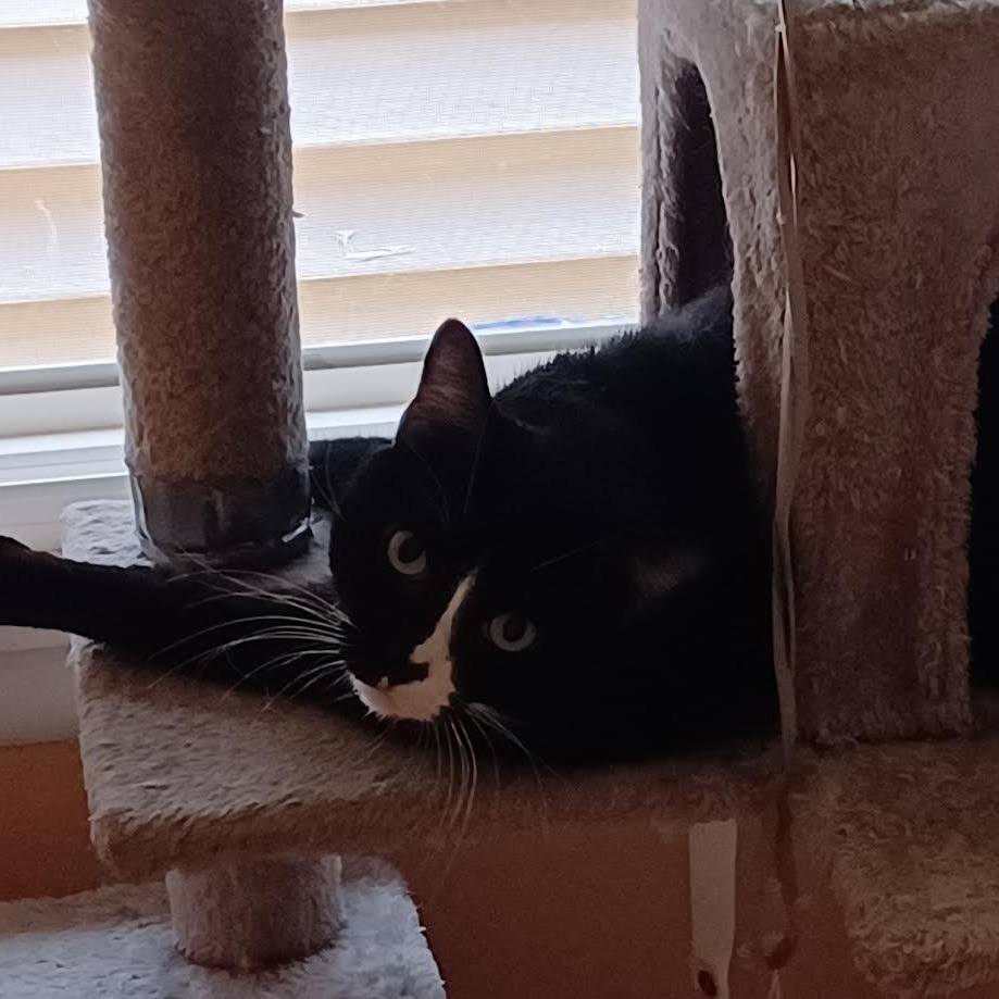 Enlarge Monkey, a Adoptable mixed breed in CHICAGO, IL image 3/5