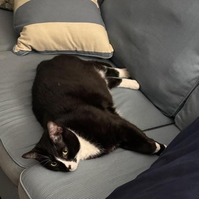 Enlarge Monkey, a Adoptable mixed breed in CHICAGO, IL image 4/5