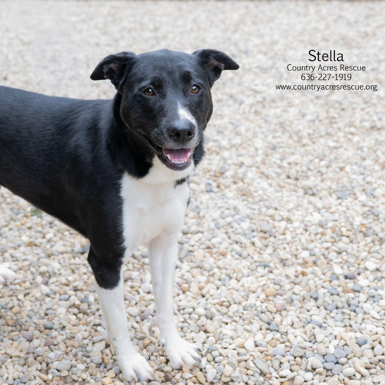 Stella, a ADOPTABLE mixed breed in Manchester, MO image 1/5