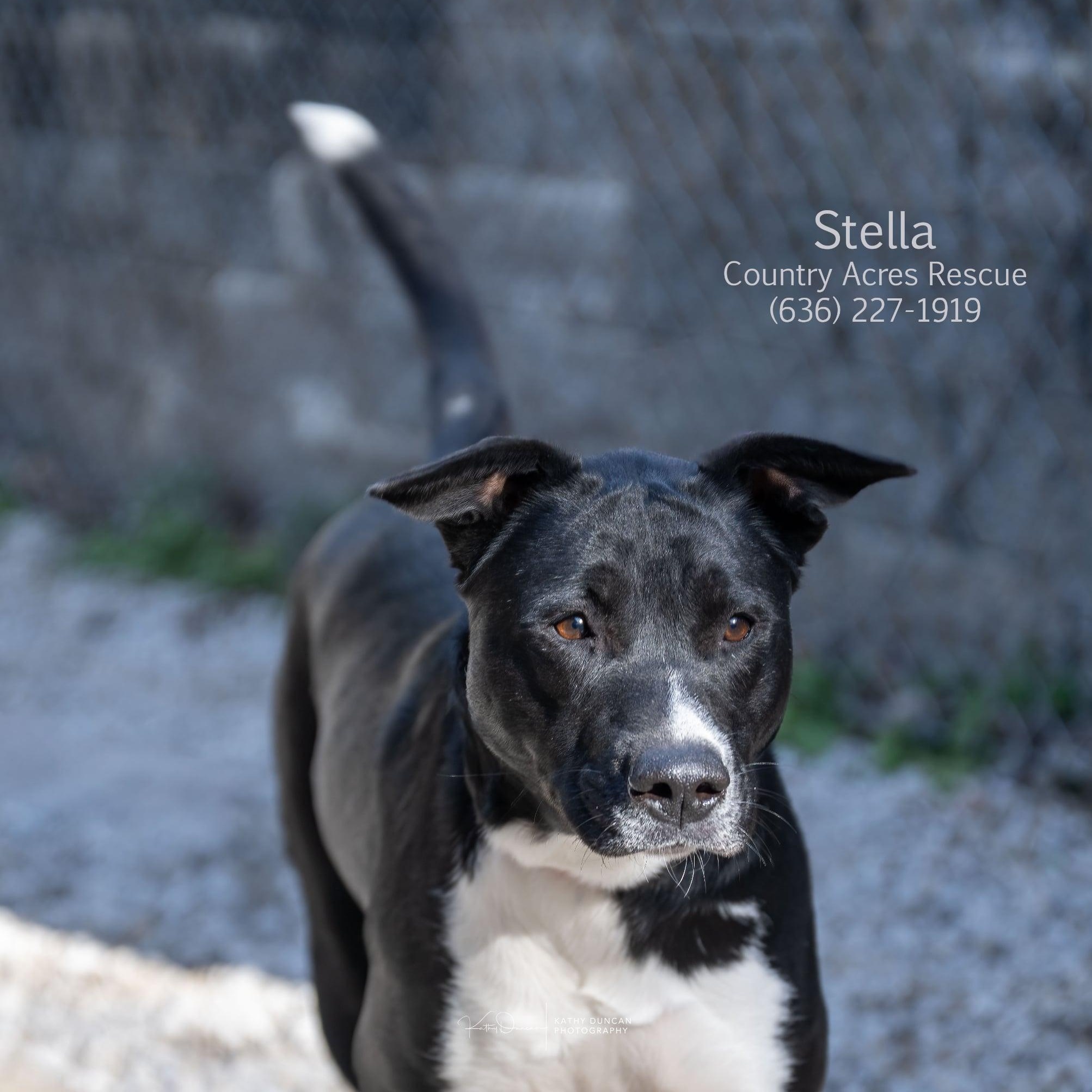 Enlarge Stella, a ADOPTABLE mixed breed in Manchester, MO image 2/3