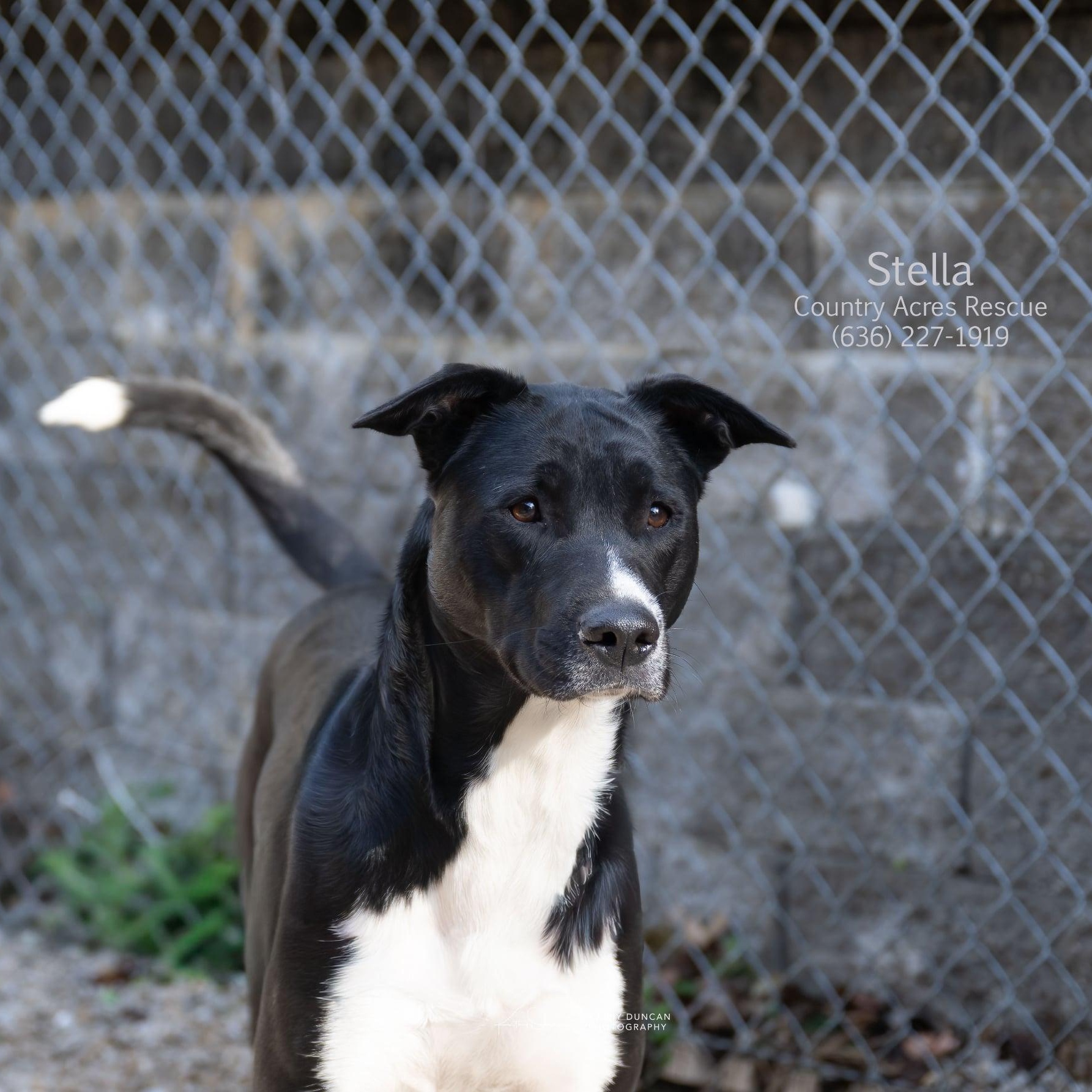 Stella, ADOPTABLE, Adult Female Retriever.