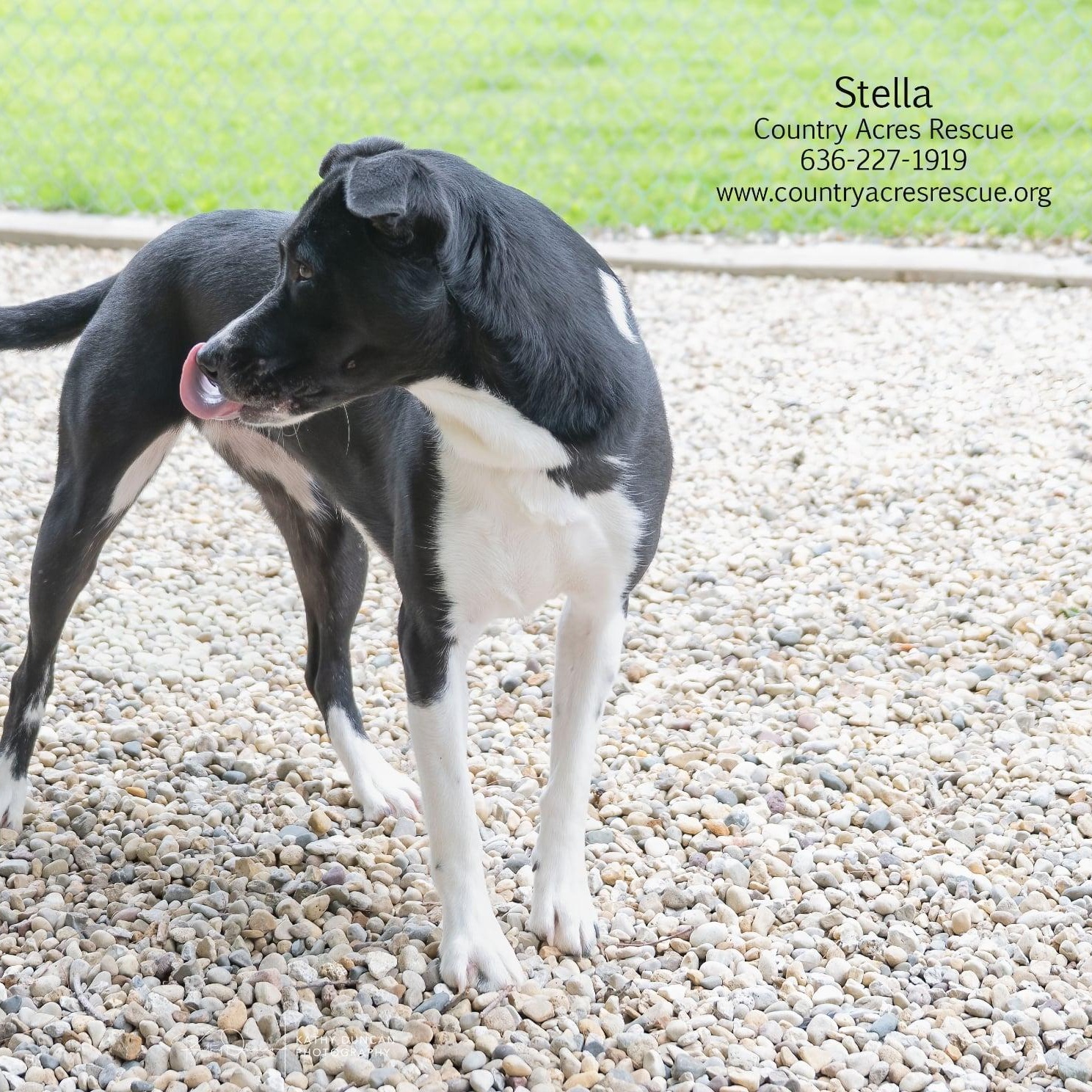 Stella, a ADOPTABLE mixed breed in Manchester, MO image 4/5