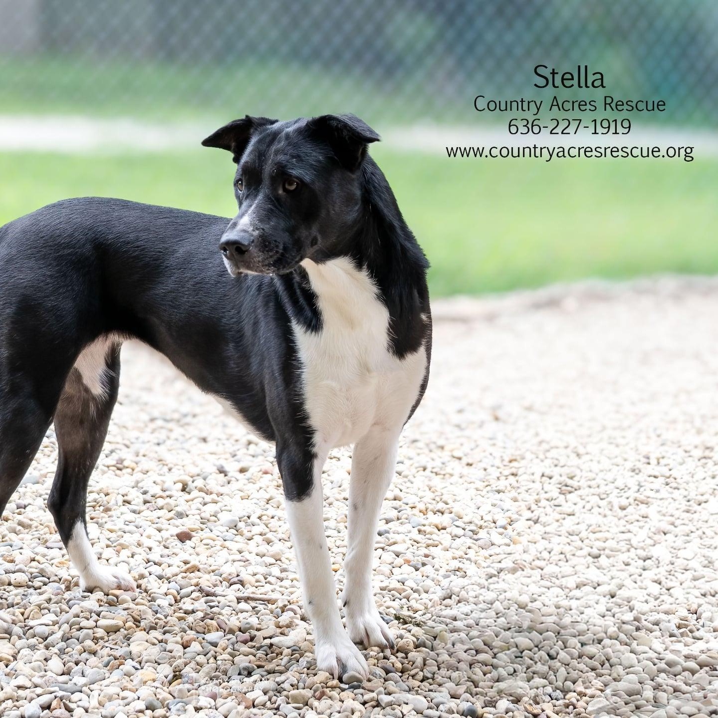 Stella, a ADOPTABLE mixed breed in Manchester, MO image 5/5