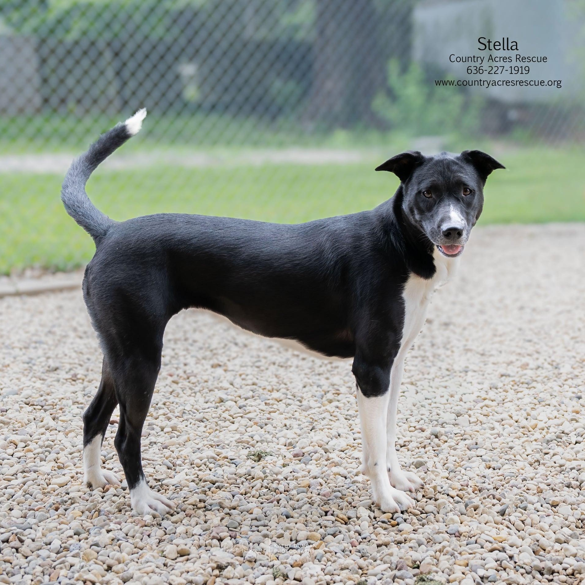 Stella, a ADOPTABLE mixed breed in Manchester, MO image 2/5