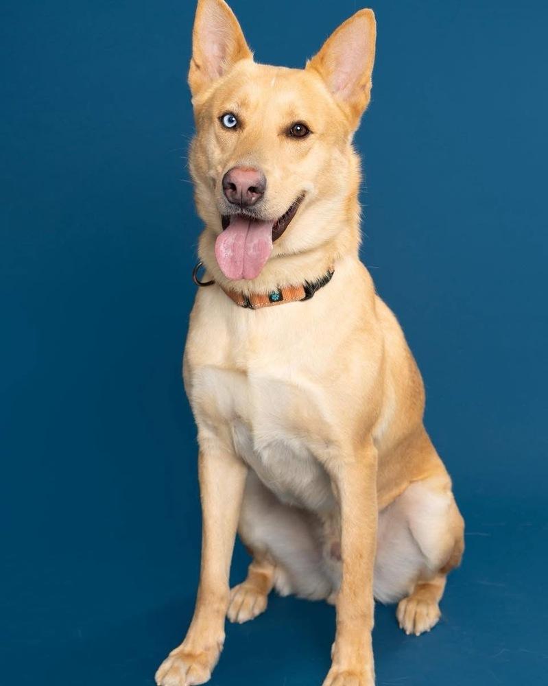 Enlarge Atlas, a Adoptable mixed breed in Tulsa, OK image 3/6
