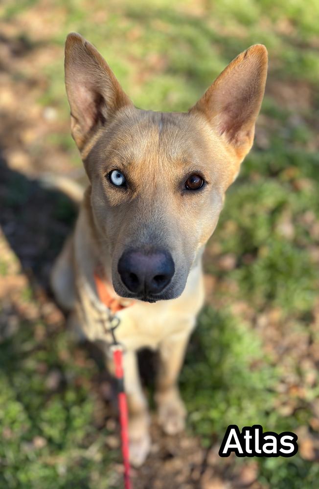 Enlarge Atlas, a Adoptable mixed breed in Tulsa, OK image 5/6