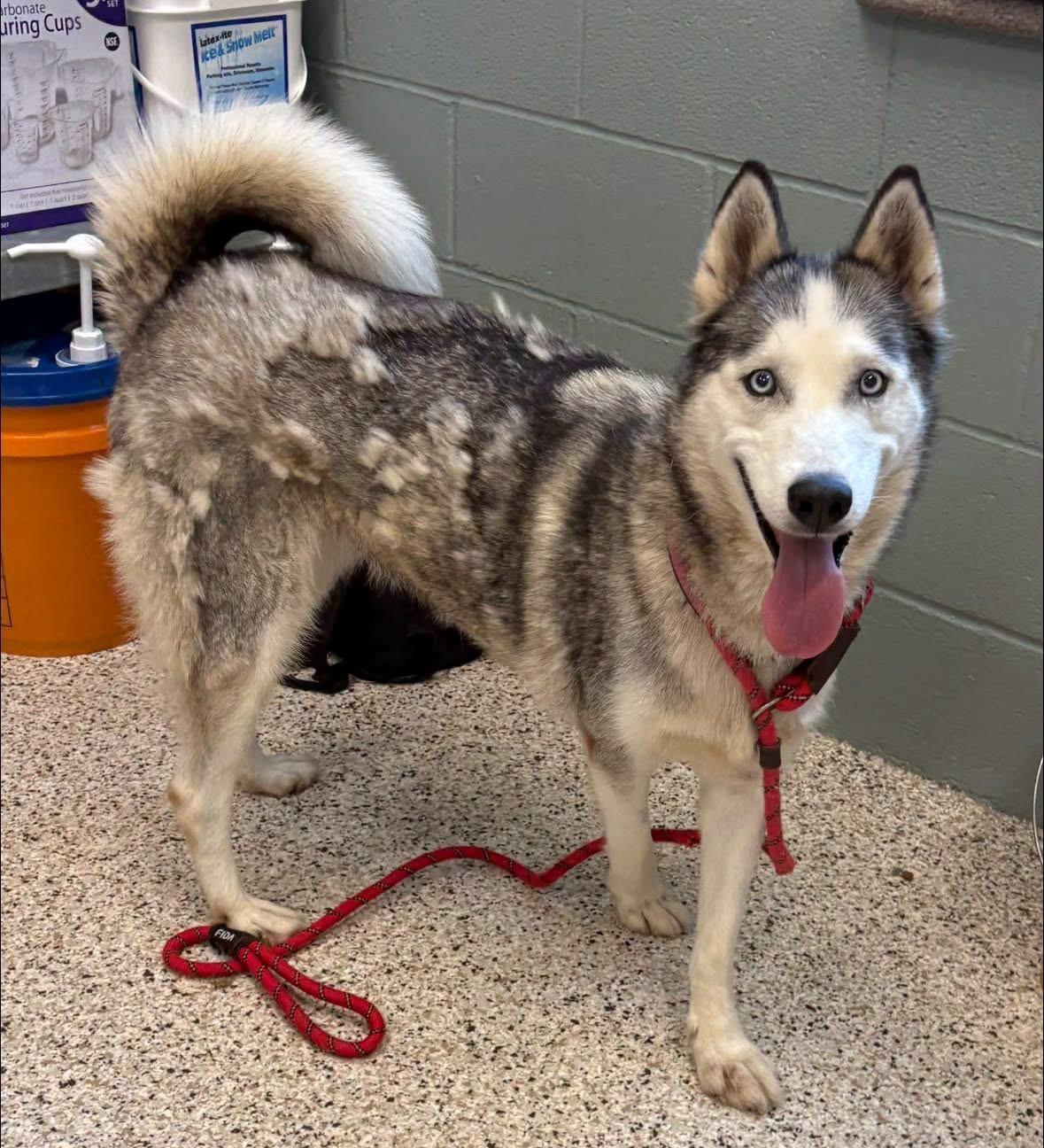 Gypsy, a ADOPTABLE Husky in Youngstown, OH image 3/5