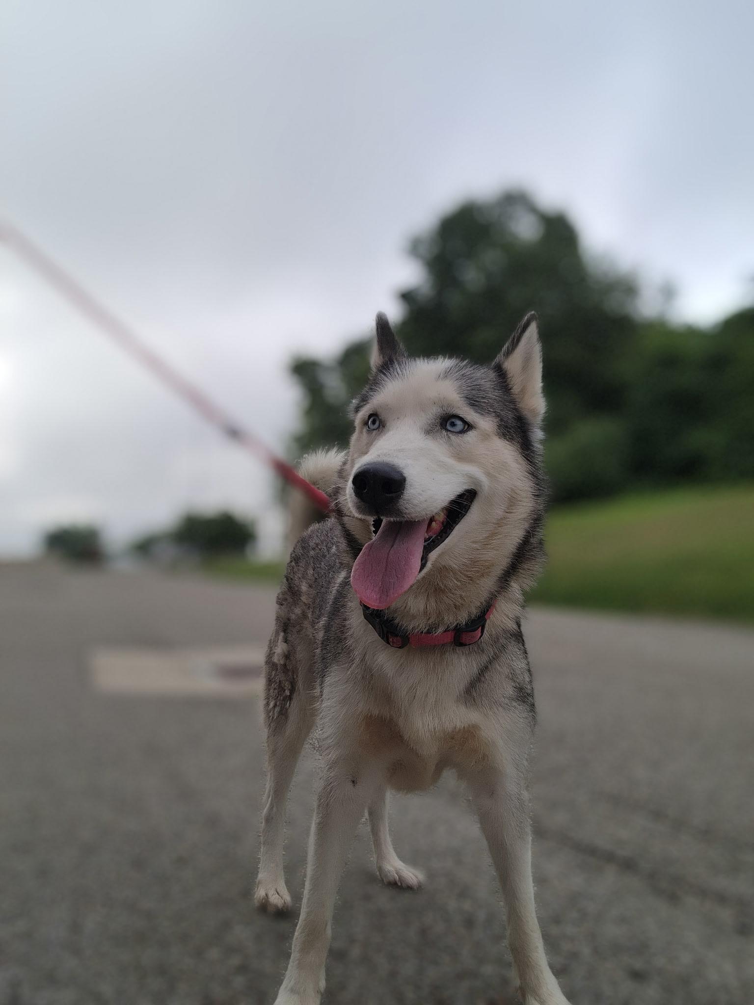 Gypsy, a ADOPTABLE Husky in Youngstown, OH image 1/5