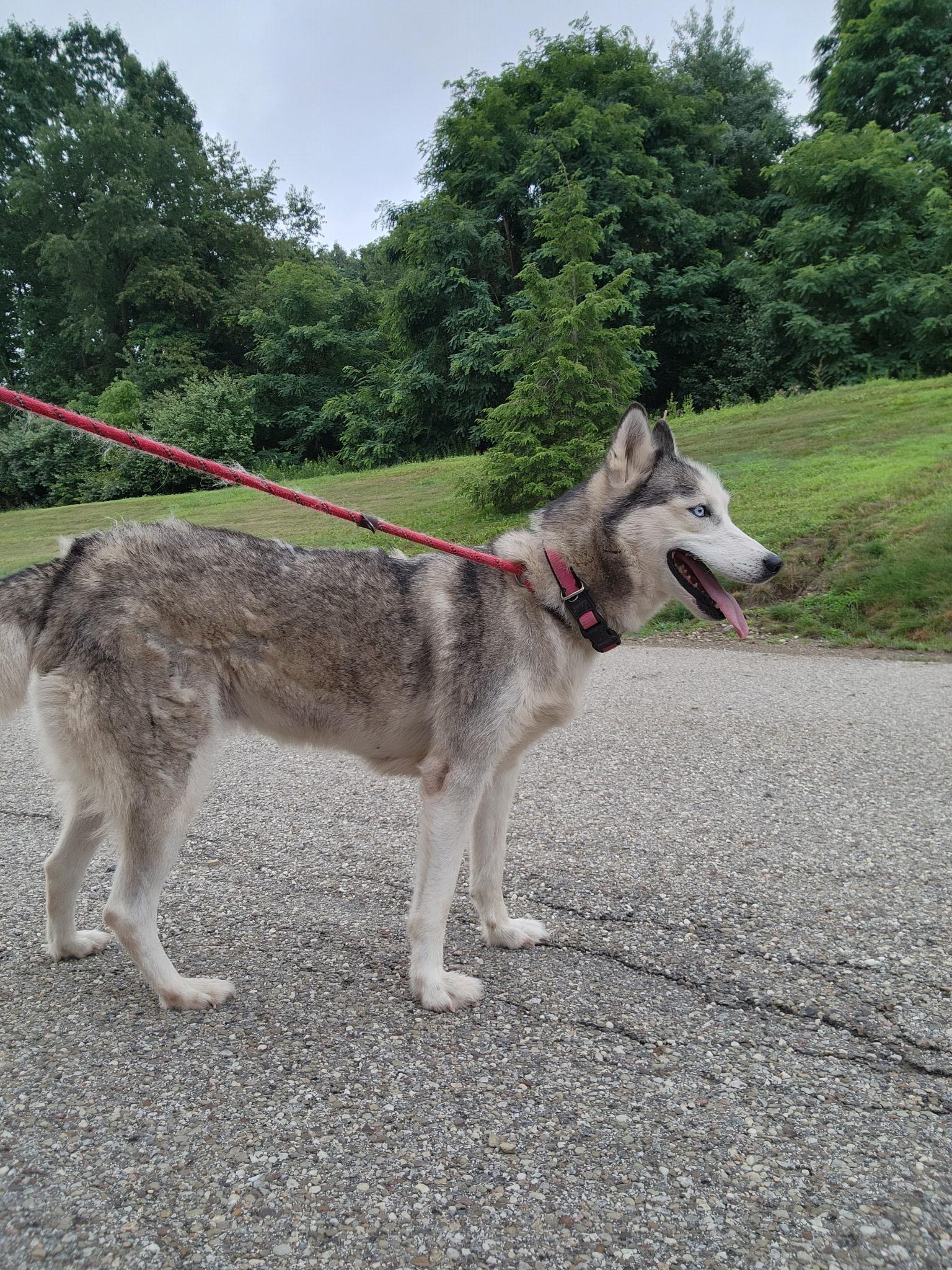 Gypsy, a ADOPTABLE Husky in Youngstown, OH image 4/5