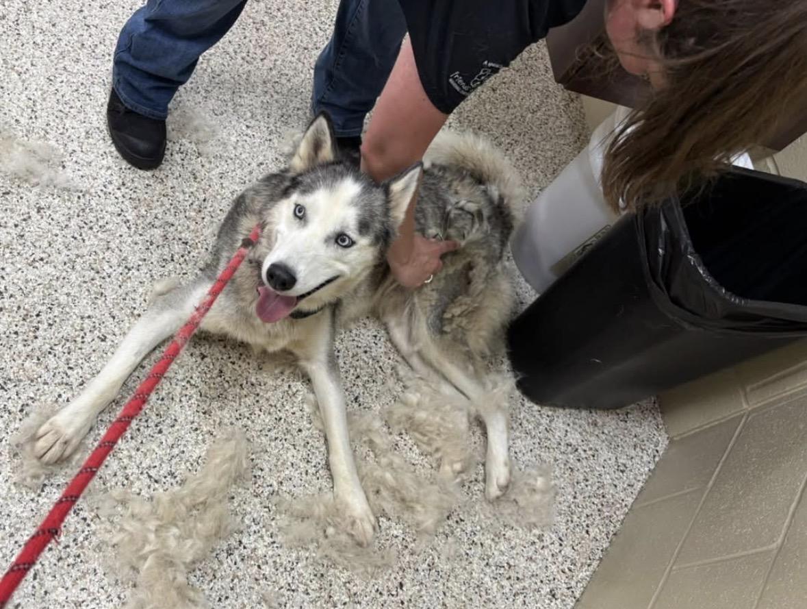 Gypsy, a ADOPTABLE Husky in Youngstown, OH image 2/5