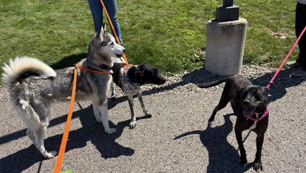Gypsy, a ADOPTABLE Husky in Youngstown, OH image 5/5