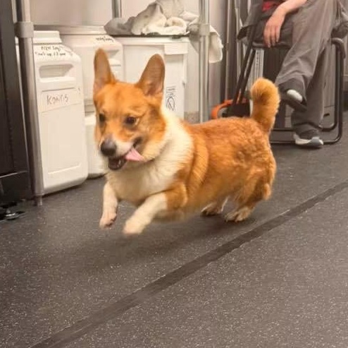 Enlarge Ricky, an adopted Corgi in Youngstown, OH image 3/3