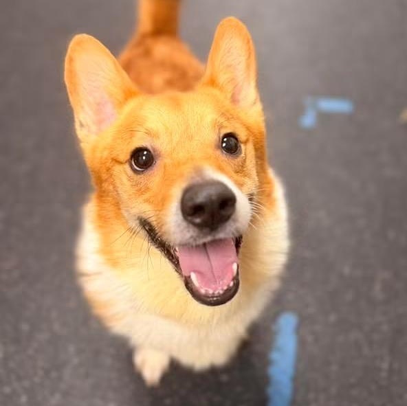 Enlarge Ricky, an adopted Corgi in Youngstown, OH image 1/3