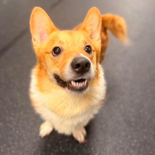 Enlarge Ricky, an adopted Corgi in Youngstown, OH image 2/3