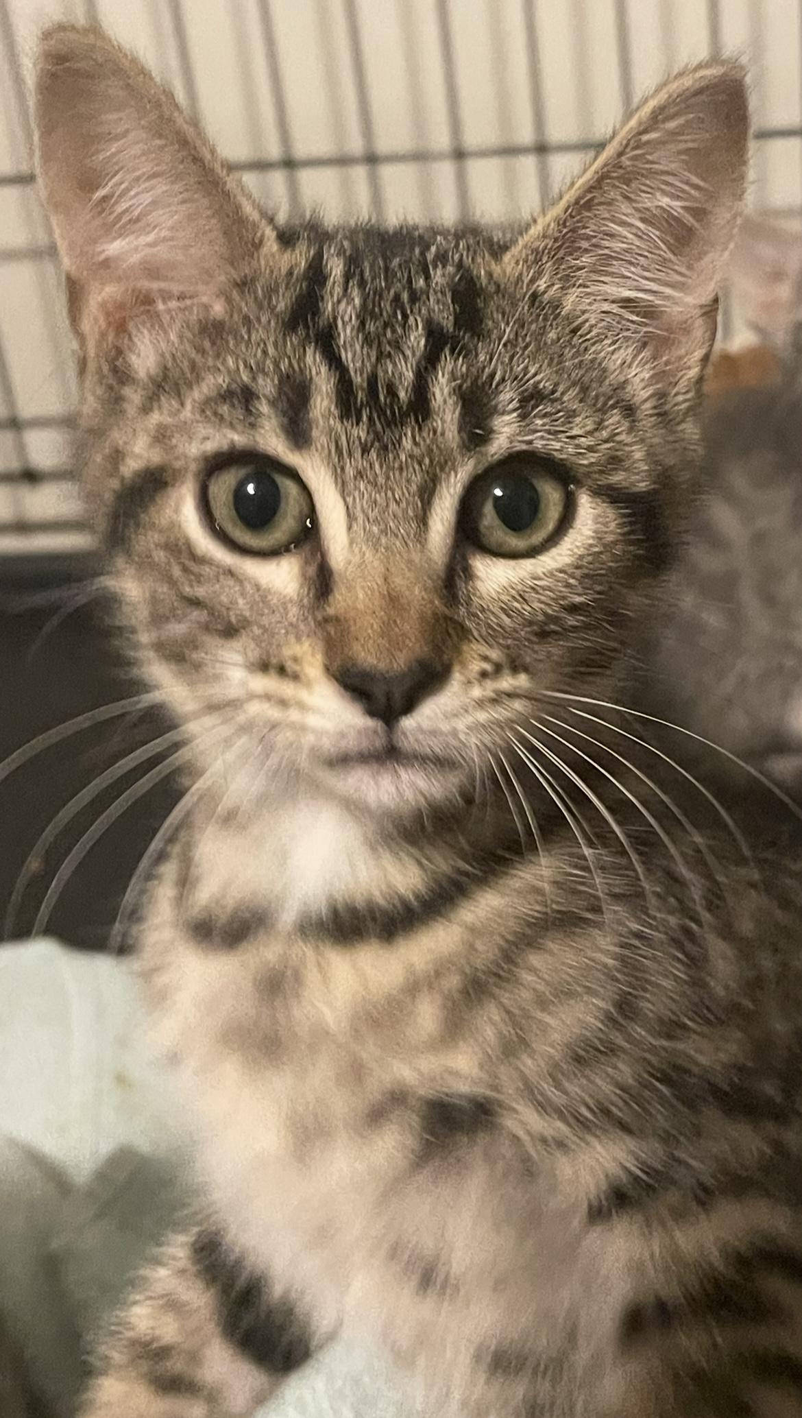 Rue, Adopted, Young Female American Shorthair.