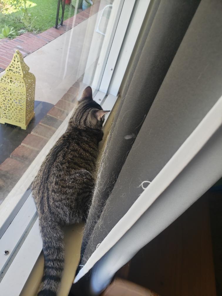 Enlarge Rue, a Adopted American Shorthair in Fayetteville, NC image 2/6