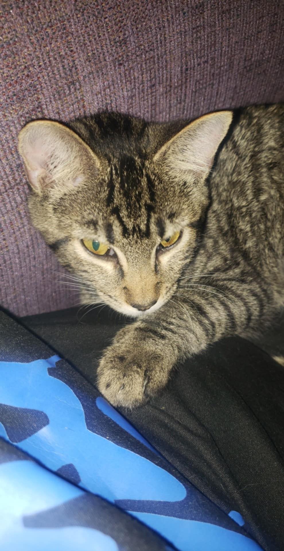 Enlarge Rue, a Adopted American Shorthair in Fayetteville, NC image 3/6