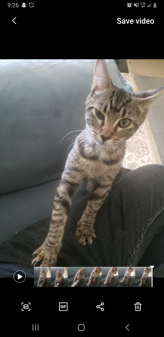 Enlarge Rue, a Adopted American Shorthair in Fayetteville, NC image 5/6