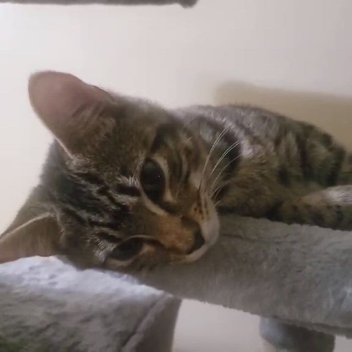 Enlarge Rue, a Adopted American Shorthair in Fayetteville, NC video 6/6