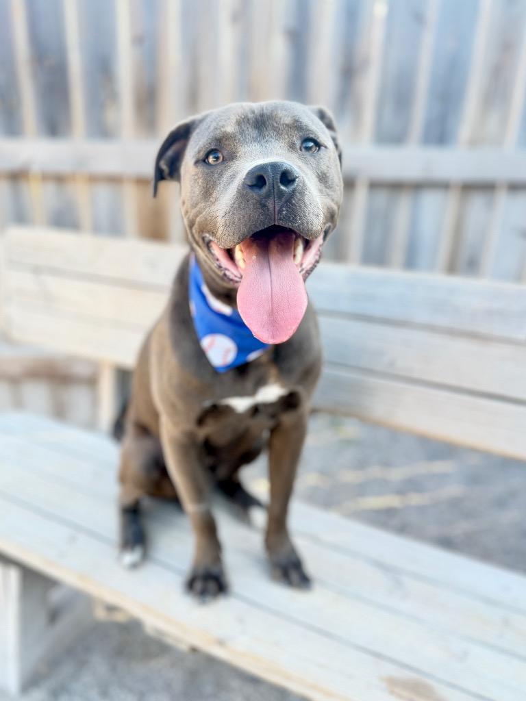 Boulder, Adoptable, Young Male Mixed Breed.