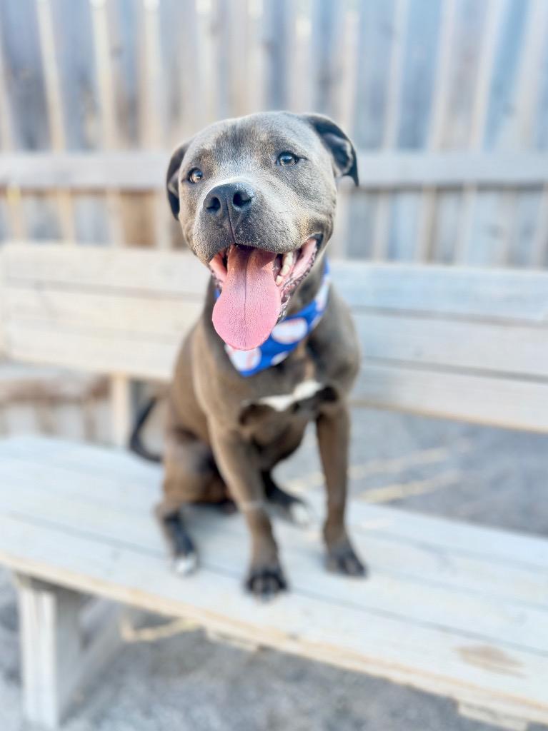 Enlarge Boulder, a Adoptable Mixed Breed in Muskegon, MI image 2/3