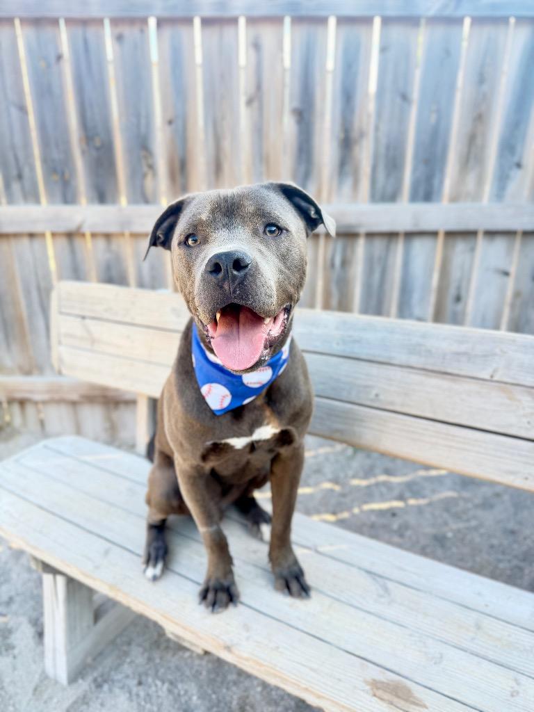 Enlarge Boulder, a Adoptable Mixed Breed in Muskegon, MI image 3/3