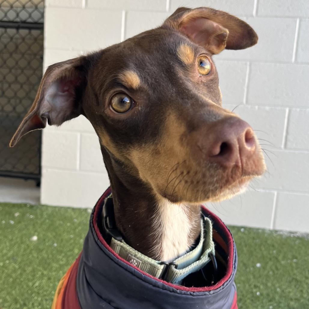 Spider, Adoptable, Adult Female Mixed Breed.