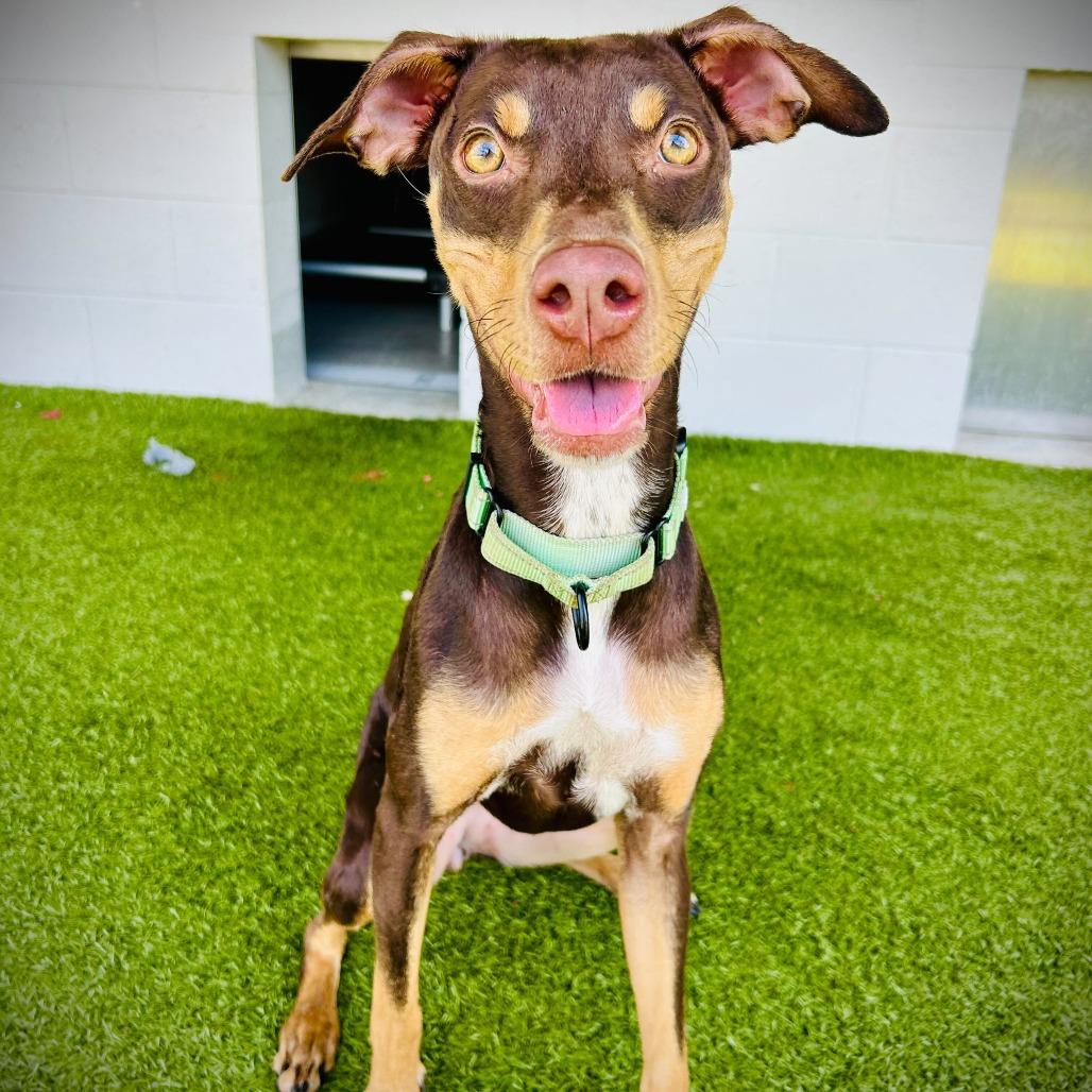 Spider, Adoptable, Adult Female Mixed Breed.