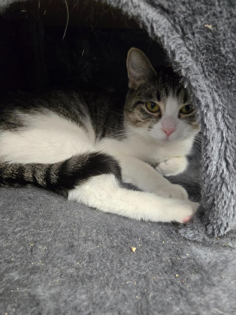 Nightingale, Adoptable, Young Female Domestic Short Hair.