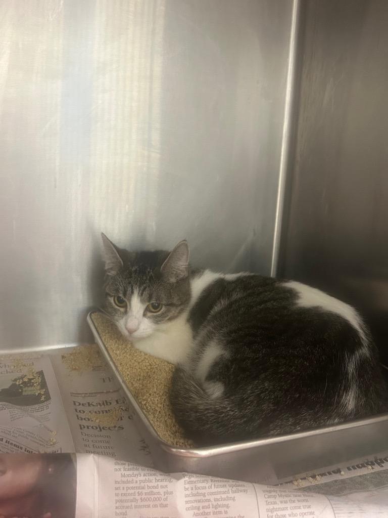 Enlarge Nightingale, a Adoptable mixed breed in Angola, IN image 2/5