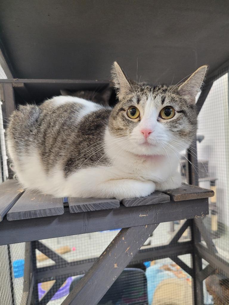 Enlarge Nightingale, a Adoptable mixed breed in Angola, IN image 3/5