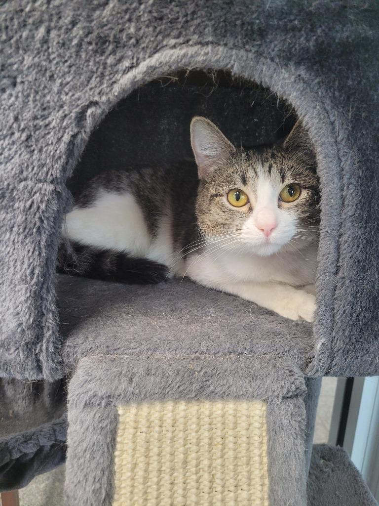 Enlarge Nightingale, a Adoptable mixed breed in Angola, IN image 4/5