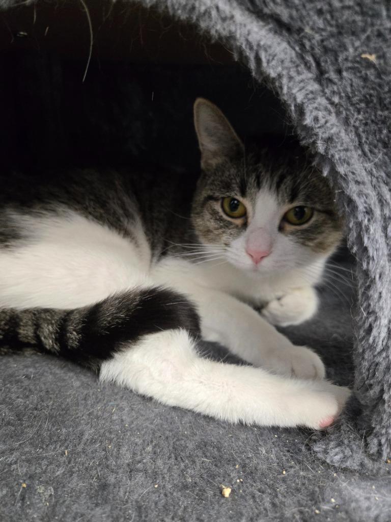 Enlarge Nightingale, a Adoptable mixed breed in Angola, IN image 5/5