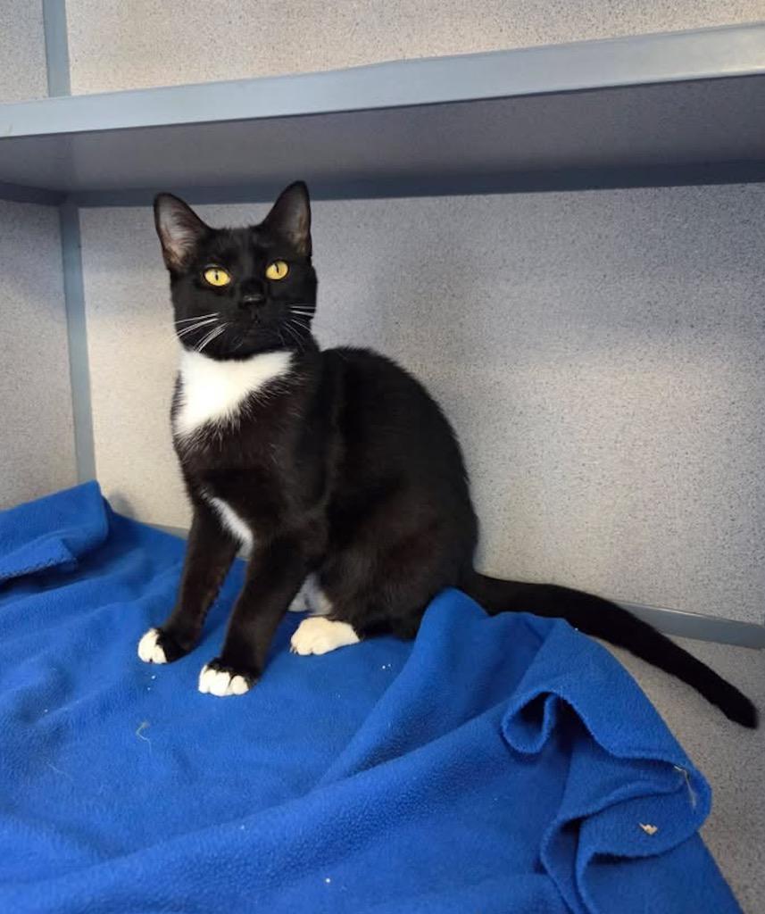 Leah, a Adoptable mixed breed in Liverpool, NY image 1/3