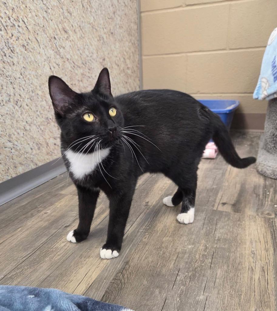 Enlarge Leah, a Adoptable mixed breed in Liverpool, NY image 2/4