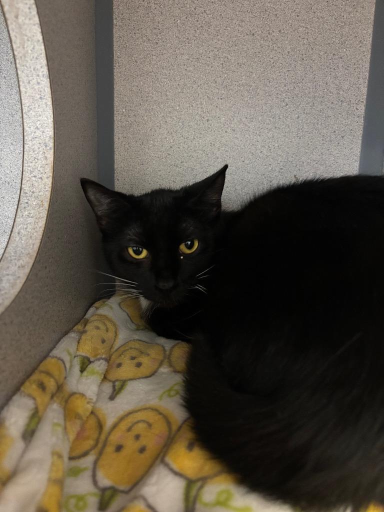 Leah, a Adoptable mixed breed in Liverpool, NY image 3/3