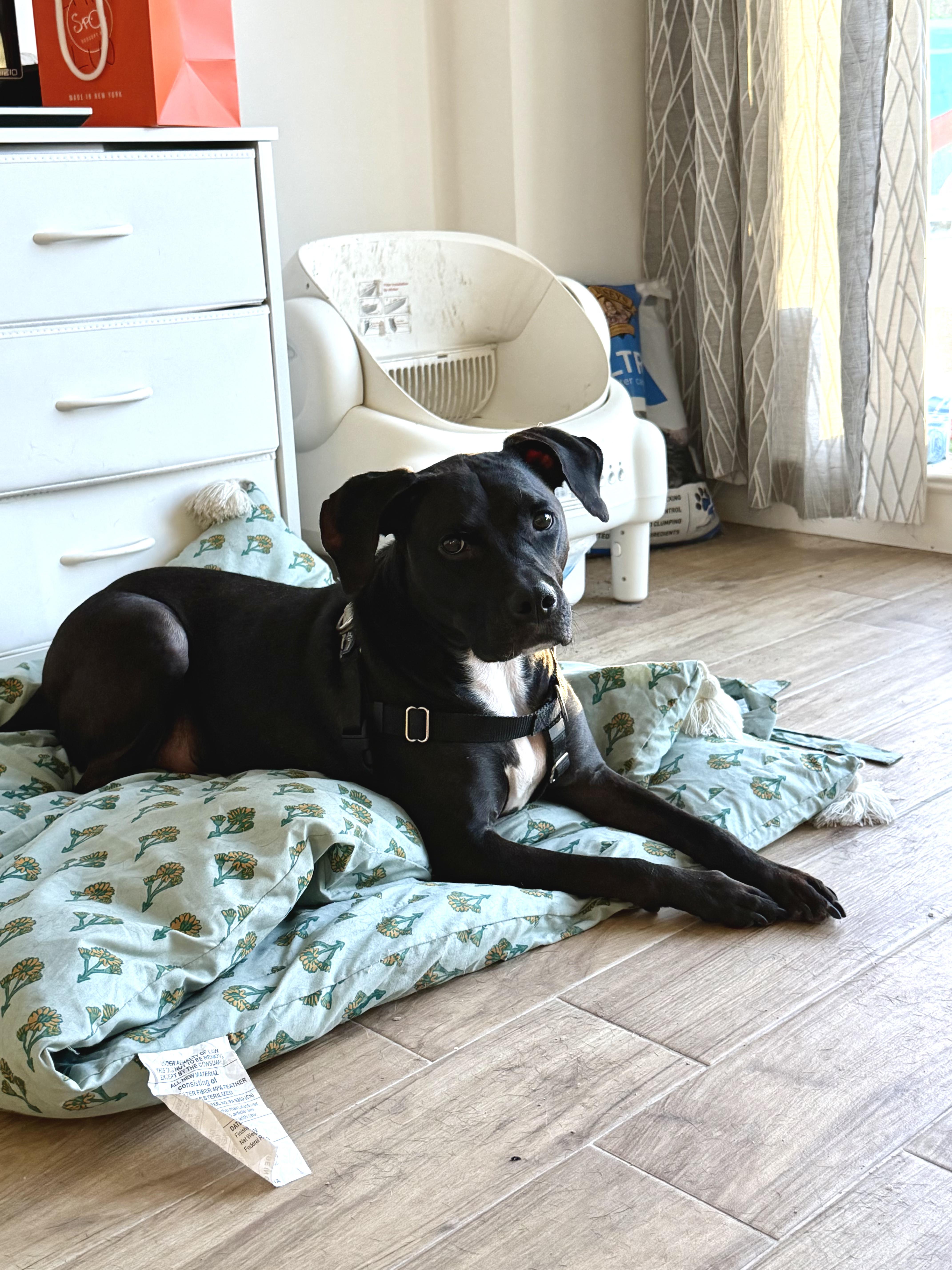 Enlarge Oz/Otis, a Adoptable mixed breed in Long Island City, NY image 5/5
